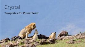  Presentation with scientific - Cool new PPT theme with lion-pride-scientific-name-panthera backdrop and a light blue colored foreground