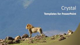  Presentation with lion - Slide set enhanced with lion-pride-scientific-name-panthera background and a teal colored foreground