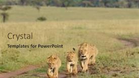  Presentation with lion - Presentation design featuring lion-pride-scientific-name-panthera background and a coral colored foreground