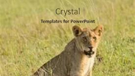  Presentation with scientific - PPT layouts having lion-pride-scientific-name-panthera background and a yellow colored foreground