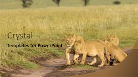  Presentation with scientific - PPT theme consisting of lion-pride-scientific-name-panthera background and a yellow colored foreground