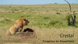  Presentation with lion - Slide deck enhanced with lion protecting his cape buffalo background and a coral colored foreground