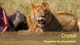  Presentation with african lion in kruger national - Amazing PPT theme having lion protecting his cape buffalo backdrop and a tawny brown colored foreground