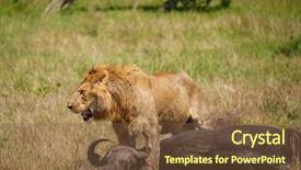  Presentation with lion - Slide set consisting of lion protecting his cape buffalo background and a tawny brown colored foreground