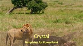  Presentation with african lion in kruger national - Beautiful slide deck featuring lion protecting his cape buffalo backdrop and a tawny brown colored foreground