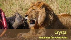  Presentation with lion - PPT theme with lion protecting his cape buffalo background and a tawny brown colored foreground