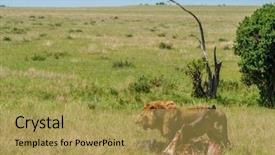  Presentation with african lion in kruger national - Slide deck having lion protecting his cape buffalo background and a yellow colored foreground