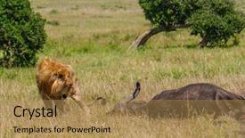  Presentation with african lion in kruger national - Beautiful slide deck featuring lion protecting his cape buffalo backdrop and a coral colored foreground