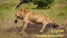  Presentation with lion - Slides having lion protecting his cape buffalo background and a tawny brown colored foreground
