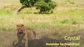  Presentation with lion - Cool new slides with lion protecting his cape buffalo backdrop and a coral colored foreground