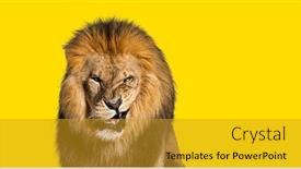  Presentation with lion - PPT layouts consisting of lion-pulling-a-face-looking background and a gold colored foreground