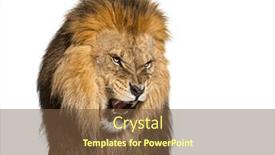  Presentation with lion - PPT layouts enhanced with lion-pulling-a-face-looking background and a tawny brown colored foreground