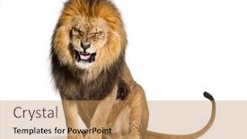  Presentation with lion - Slide deck with lion-pulling-a-face background and a coral colored foreground