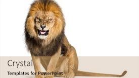  Presentation with lion - PPT layouts enhanced with lion-pulling-a-face background and a coral colored foreground