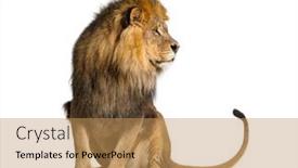  Presentation with lion - Slides having lion-pulling-a-face background and a coral colored foreground