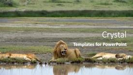  Presentation with serengeti africa - Presentation theme enhanced with lion-resting-by-the-water background and a gray colored foreground