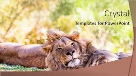  Presentation with lion - Amazing PPT theme having lion-rests-while-peering-up backdrop and a blonde colored foreground