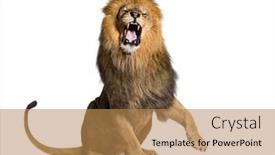  Presentation with paw - Theme having lion-sitting-pulling-a-face background and a coral colored foreground
