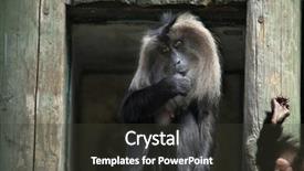  Presentation with long tailed macaque macaca fascicularis - Audience pleasing presentation theme consisting of lion-tailed macaque macaca silenus backdrop and a  colored foreground