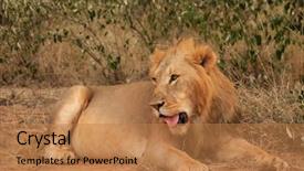  Presentation with male lion - Cool new slide set with lion wild male african lion backdrop and a coral colored foreground