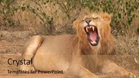  Presentation with male lion - Amazing presentation theme having lion wild male african lion backdrop and a coral colored foreground