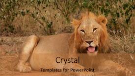  Presentation with lion king - Presentation consisting of lion wild male african lion background and a red colored foreground