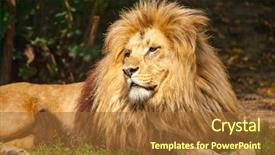  Presentation with lion - Audience pleasing PPT layouts consisting of young man athlete demonstrated muscle backdrop and a coral colored foreground