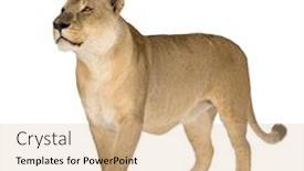  Presentation with lion and lioness - Beautiful PPT theme featuring lioness 8 years - panthera leo in front of a white background backdrop and a lemonade colored foreground