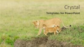 Presentation with national - Cool new PPT theme with lioness-and-cub-playing-panthera backdrop and a soft green colored foreground