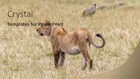  Presentation with lion and lioness - Slide deck featuring lioness-panthera-leo background and a coral colored foreground