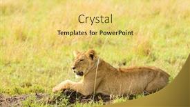  Presentation with national - PPT layouts having lioness-resting-and-watching background and a yellow colored foreground