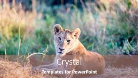  Presentation with kenya - Presentation with lioness-resting-in-the-early background and a coral colored foreground