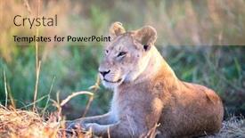  Presentation with kenya - Presentation enhanced with lioness-resting-in-the-early background and a coral colored foreground
