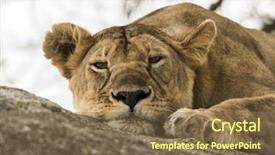  Presentation with serengeti africa - Audience pleasing presentation theme consisting of close-up of a lioness backdrop and a tawny brown colored foreground