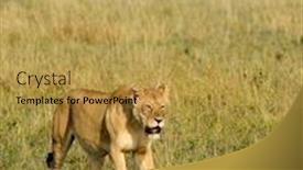 Presentation with landscapes of savanna serengeti tanzania - PPT theme with lioness-scientific-name-panthera-leo background and a yellow colored foreground