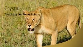  Presentation with national - PPT theme with lioness-stalking-panthera-leo background and a gold colored foreground