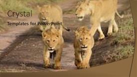  Presentation with landscapes of savanna serengeti tanzania - Audience pleasing slide set consisting of lioness-with-cubs-walking-down backdrop and a yellow colored foreground