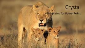  Presentation with lion - Audience pleasing presentation design consisting of lioness with young lion cubs backdrop and a coral colored foreground
