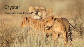  Presentation with kalahari - Slides consisting of lioness with young lion cubs background and a coral colored foreground