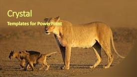  Presentation with south africa - Slide set having lioness with young lion cubs background and a tawny brown colored foreground
