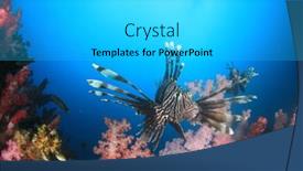  Presentation with coral reef - Audience pleasing PPT theme consisting of lionfish-coral-reef-underwater backdrop and a light gray colored foreground