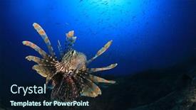  Presentation with fish ocean - Slide set enhanced with lionfish-fish-in-ocean background and a wine colored foreground