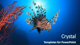  Presentation with fish aquarium - PPT layouts having lionfish fish underwater background and a  colored foreground