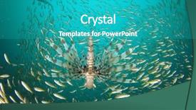  Presentation with hunting - Amazing theme having lionfish hunting snapper fish backdrop and a teal colored foreground