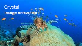  Presentation with coral - Cool new presentation theme with lionfish on coral reef backdrop and a cobalt blue colored foreground