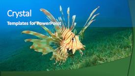  Presentation with seagrass - Colorful presentation enhanced with lionfish over seagrass backdrop and a  colored foreground