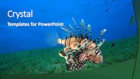  Presentation with seagrass - Cool new presentation with lionfish pterois miles and seagrass backdrop and a gray colored foreground