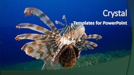  Presentation with seagrass - Cool new presentation design with lionfish pterois miles hunts over seagrass backdrop and a ocean colored foreground