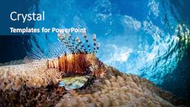  Presentation with coral - Slide deck with lionfish-rests-on-the-coral background and a teal colored foreground