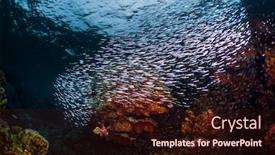  Presentation with tropical reef fish - Amazing slide deck having lionfish-surrounded-by-the-prey backdrop and a wine colored foreground